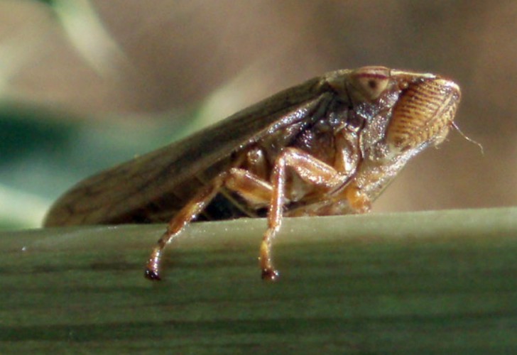 Aphrophora sp. ma quale?